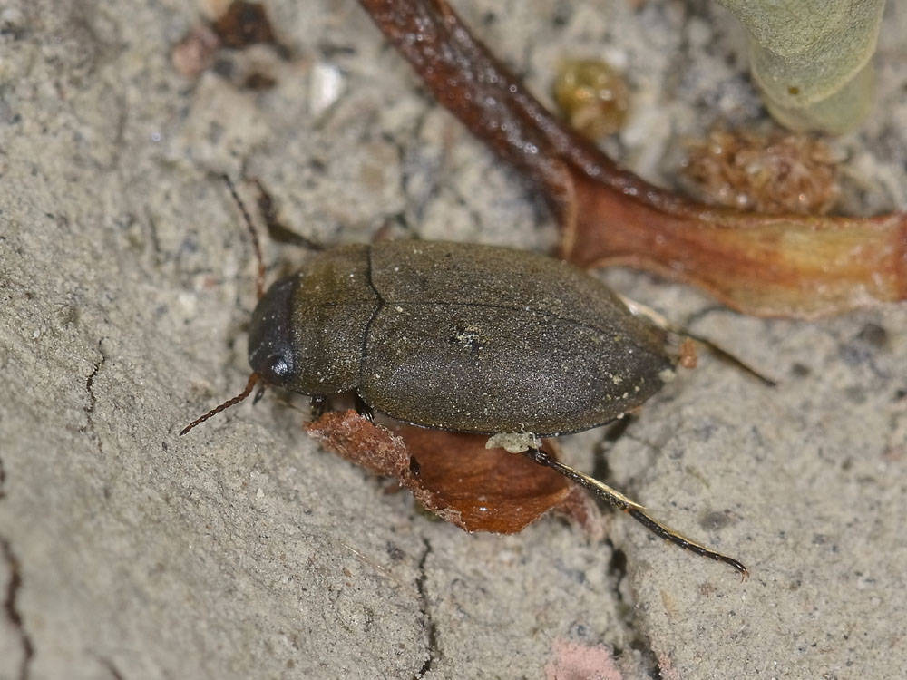 Coleottero acquatico da id. - Deronectes gr. moestus